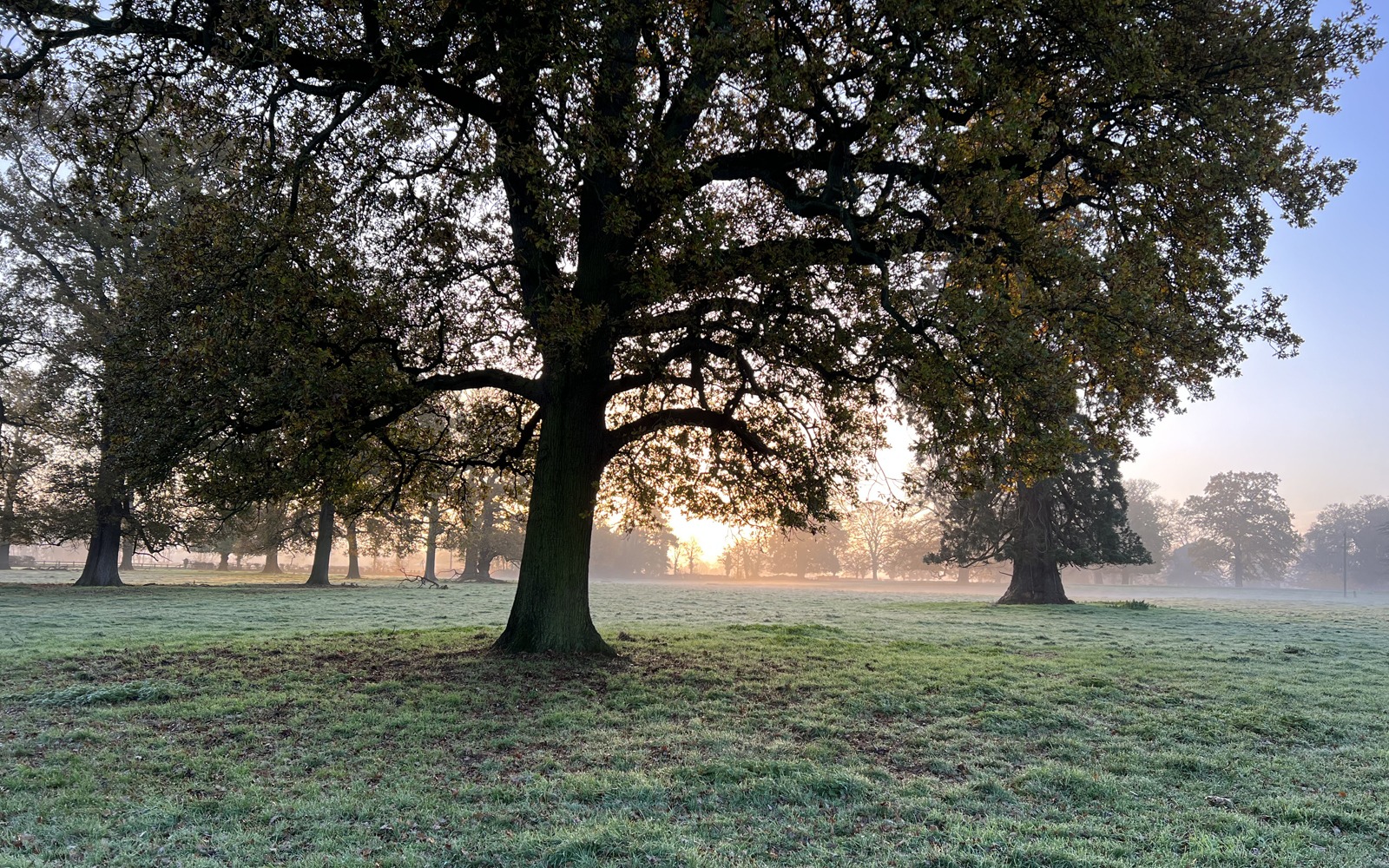 Mature oak trees at dawn